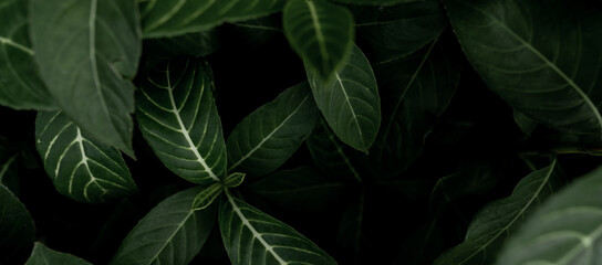 Top view green leaves in the garden. Beauty house plant. Indoor houseplant. Nature abstract background. Above view of dark green leaves with natural pattern. Web banner for organic products.