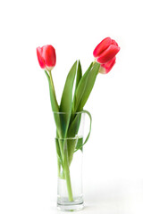 Bunch red tulips standing in vase of water on white background. Bouquet of spring flowers, minimalistic photo