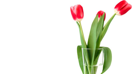 Beautiful red tulips in vase close-up, copy space. Bouquet of spring flowers on white background. Minimalistic photo with place for text.