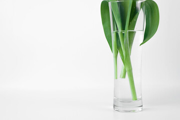 Close-up of green stems and leaves flowers in vase of water, copy space. Minimalistic floral photo