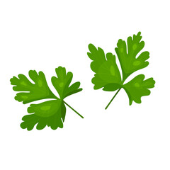 parsley leaves fresh herbs isolated on white background Parsley,Illustration of parsley on white background. Sprig of parsley with bright green aromatic leaves. Vector illustration