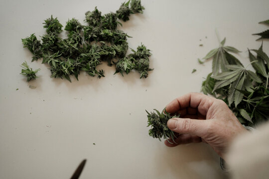 Close up of senior male hands trimming medicinal cannabis on table