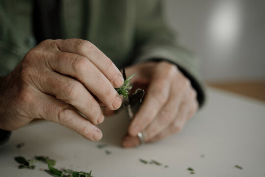 Close up of senior male hands trimming medicinal cannabis on table