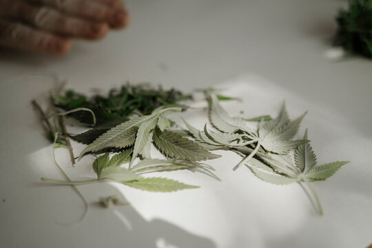Close up cannabis leaves and hands of senior male hands trimming medicinal cannabis on table