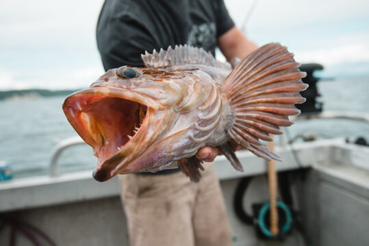 Man holding ling cod fish