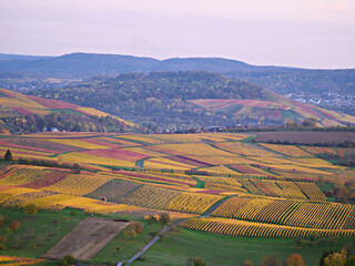 Landschaftsportrait von Weinreben im Herbst mit  bunten Farben
