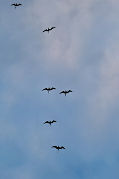 Frigatebirds