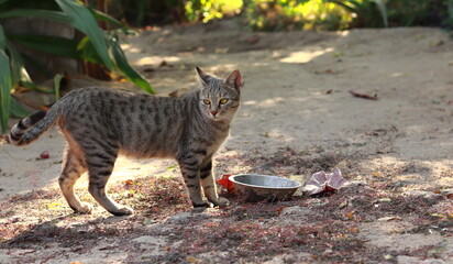A pet cat stood near the food cup in the courtyard of the house