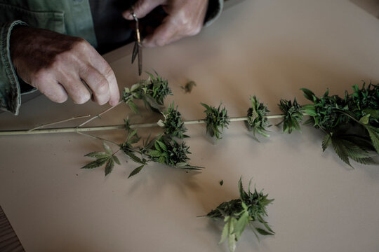 Close up of senior male hands trimming medicinal cannabis on table