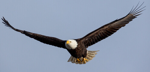 A Bald Eagle patrols the skies of Homer Alaska.