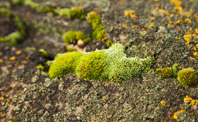 Green moss on the stone. Green mold on a gray old rock. Natural background texture. Texture of a stone wall covered with green moss.