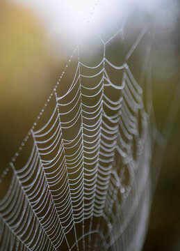 Spider web at dawn