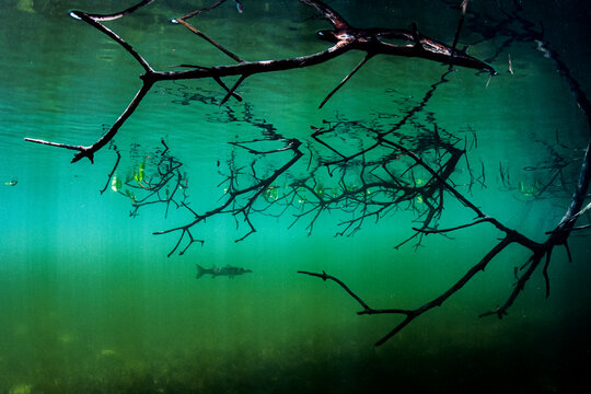 Mangroves, a barracuda nursery