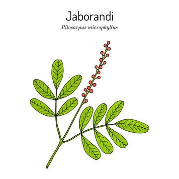 Maranham Jaborandi, Pilocarpus Microphyllus, Medicinal Plant