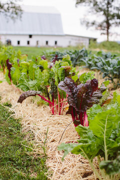 Chard in the Garden