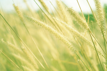 Fototapeta premium Beautiful green grass flower with sunset for background