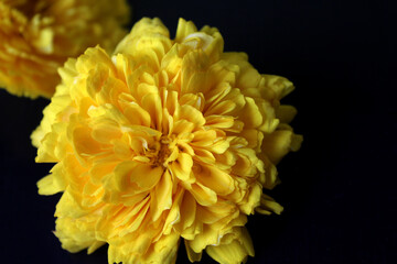 Yellow Flower Blooming background