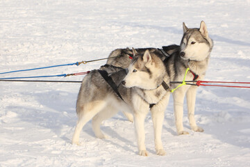 Dogs of the Siberian Husky breed standing in a team on snow in winter