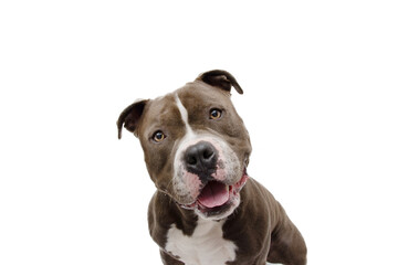 shocked and surprised dog face expression. American bully isolated on white background
