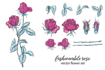 vector set of bright rose colors. Rose is pink.