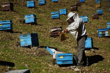 bees and beekeeper in beehive