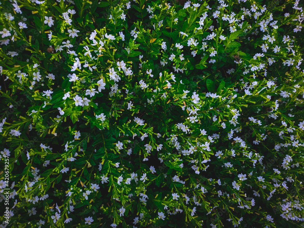 Poster top view of a collection of flowers in a garden with honey bees flying between them with selective f