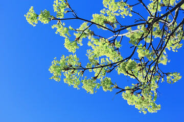 blooming maple branches, spring detail flowers on a tree branch