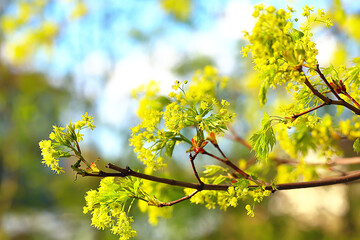 blooming maple branches, spring detail flowers on a tree branch