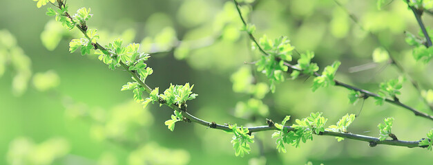 spring branches young leaves, abstract background seasonal march april, buds on branches nature