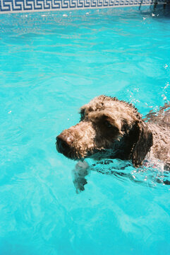 Water dog