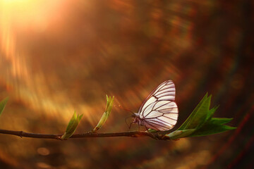 butterfly spring branches buds, concept spring background new life
