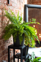 large fern bush in the interior. green healthy houseplant. © Svetlana