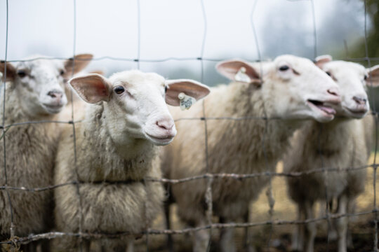 Sheep baa behind a fence