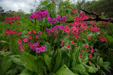 高原の湿地帯で鮮やかなピンク色の花を付けたクリンソウ