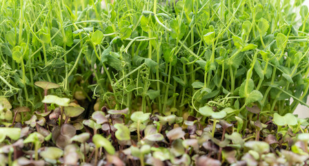 Micro greens arugula sprouts. food background close up.