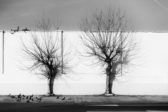 Black and white fallen leaves trees by the wall