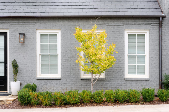 Yellow tree in bloom