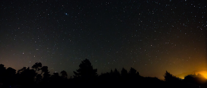 Fototapeta Trees and star sky