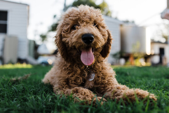 groodle puppy lays on grass
