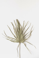 Fototapeta premium Dry tropical exotic palm leaf on white background. Flat lay, top view minimalist floral pattern aesthetic composition.
