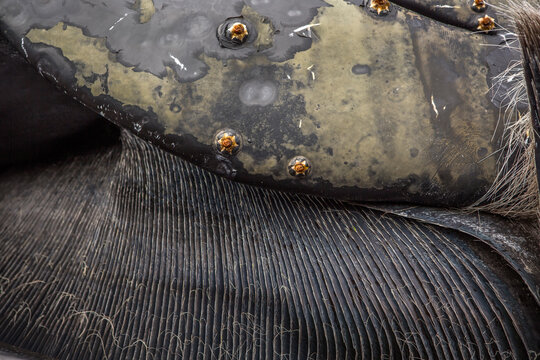 Humpback Whale Baleen Plates (teeth)