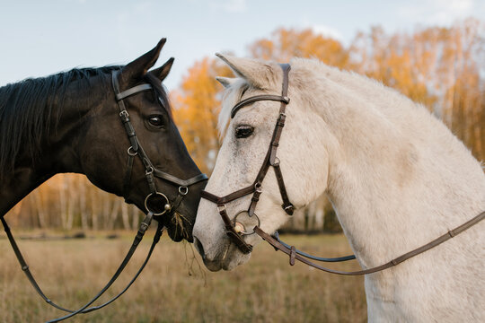 Black And White Horse