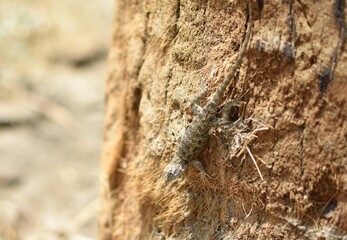 Eidechse in der Natur