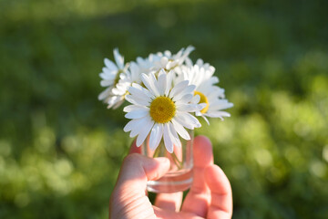 Bouquet of white chamomiles in hand on the green meadow background