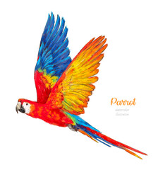 Watercolor parrot. Tropical bird. Watercolor botanical hand drawn illustration. 