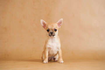 Chihuahua puppy.Portrait of cute puppy.Studio portrait of Pets.