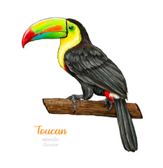 Watercolor toucan on a branch. Tropical bird. Watercolor botanical hand drawn illustration. 