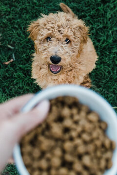puppy waiting for food