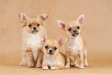 Chihuahua puppy.Portrait of cute puppy.Studio portrait of Pets.dogs hug.Friendship of three dogs.tender feeling.Portrait of three charming dogs.