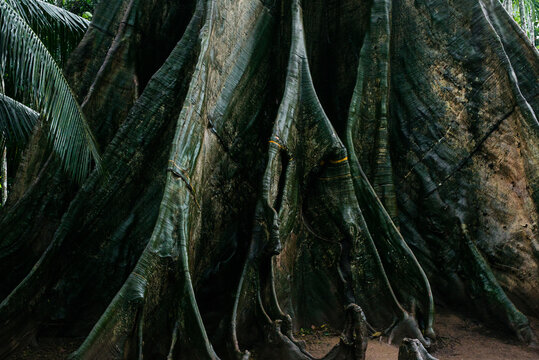 Giant tree roots